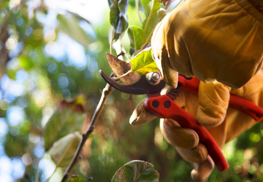 Servicio de Jardinería en San Luis Potosí JC